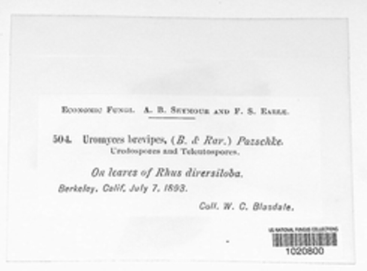 Pileolaria brevipes image